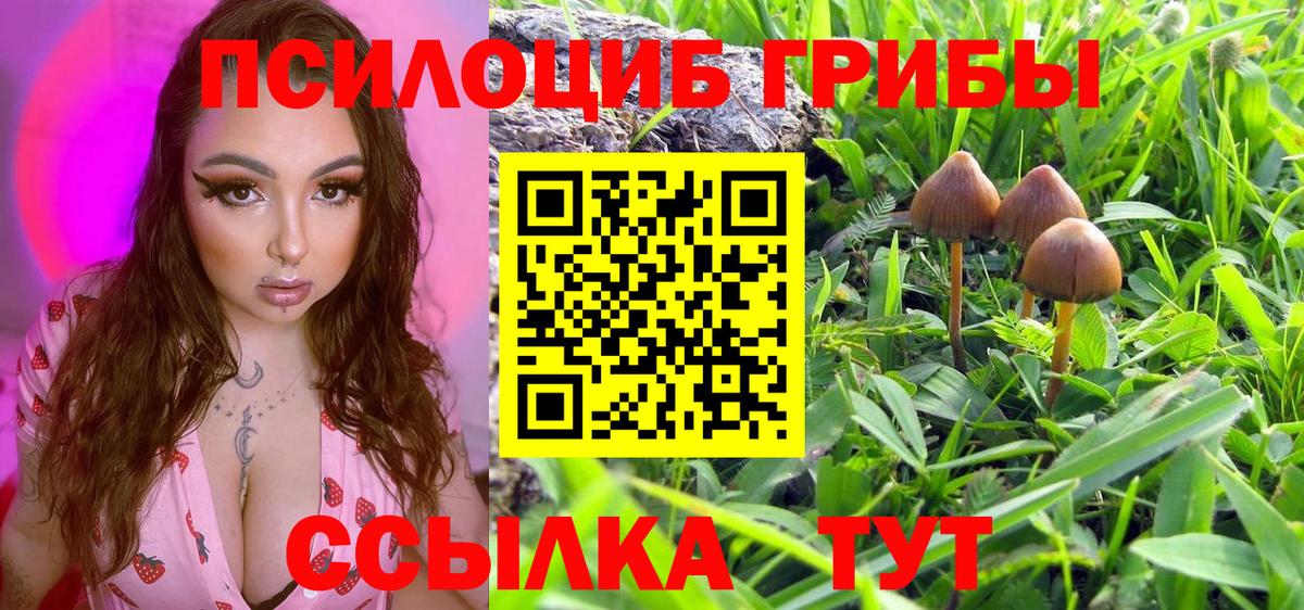 Галлюциногенные грибы Psilocybine cubensis Чайковский